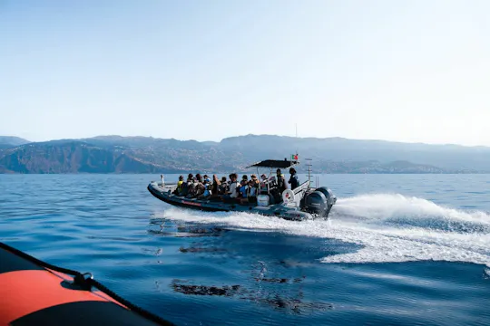Dolphin and Whale watching speed boat tour