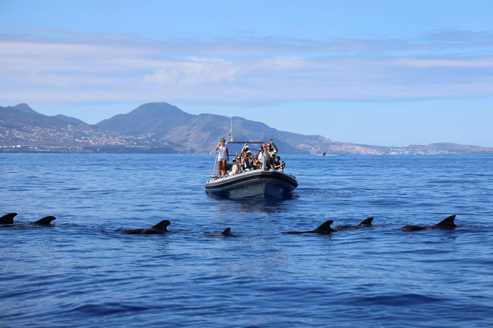 Dolphin and whale watching speedboat tour ticket