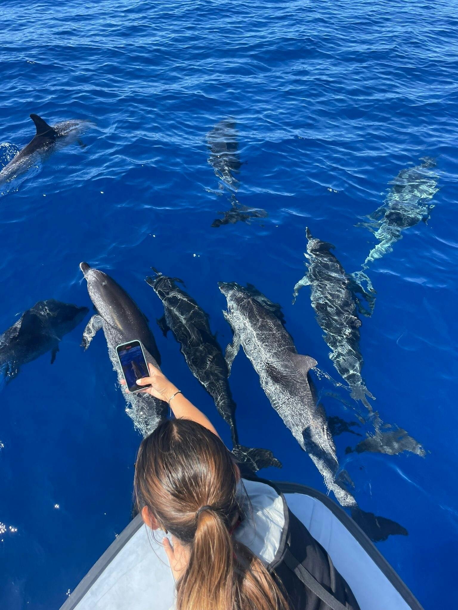 Dolphin and whale watching speedboat tour ticket