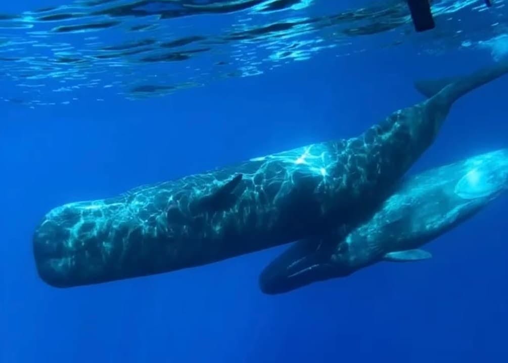 Dolphin and whale watching speedboat tour ticket