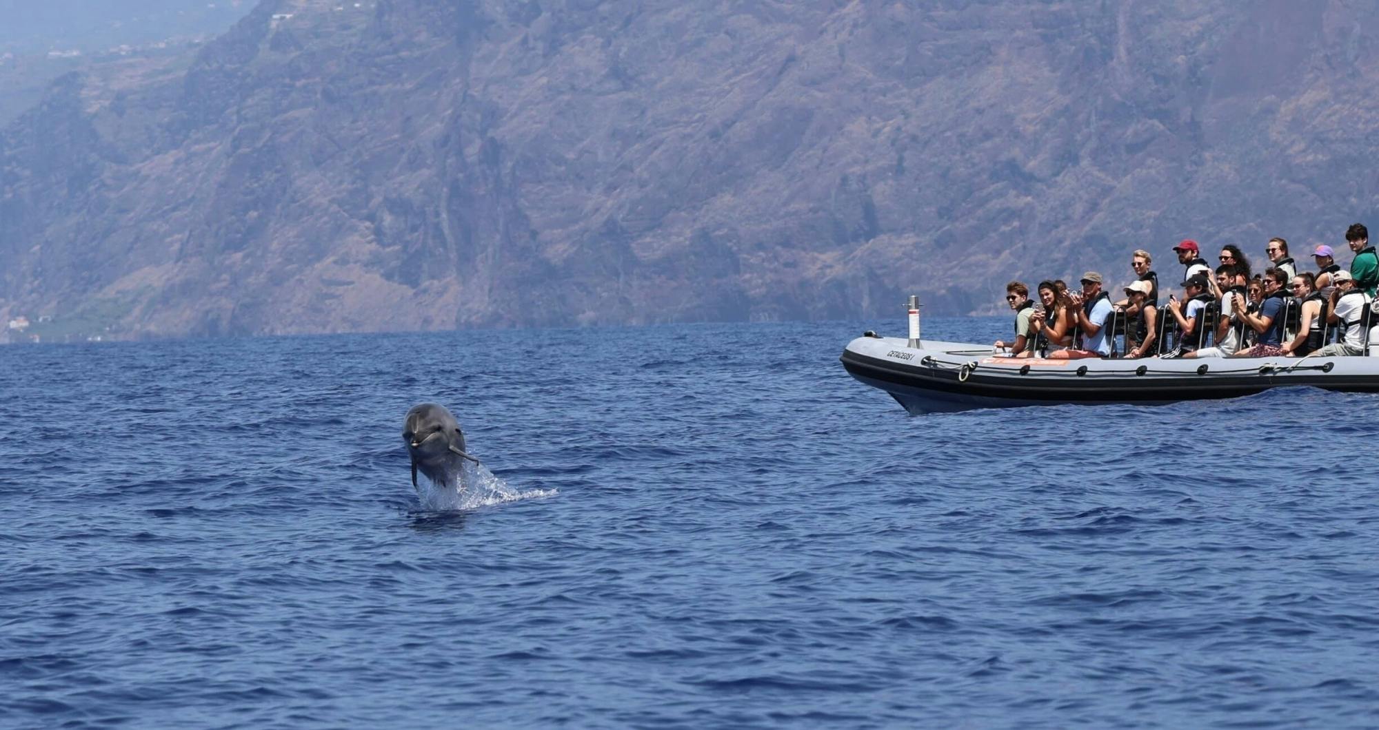 Dolphin and whale watching speedboat tour ticket