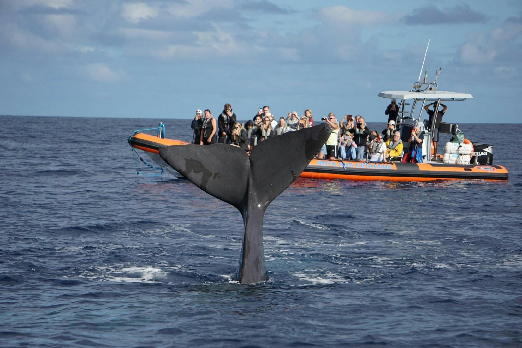 Dolphin and whale watching speedboat tour ticket