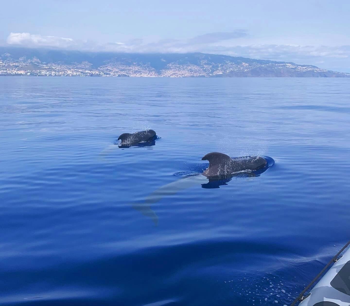 Dolphin and whale watching speedboat tour ticket