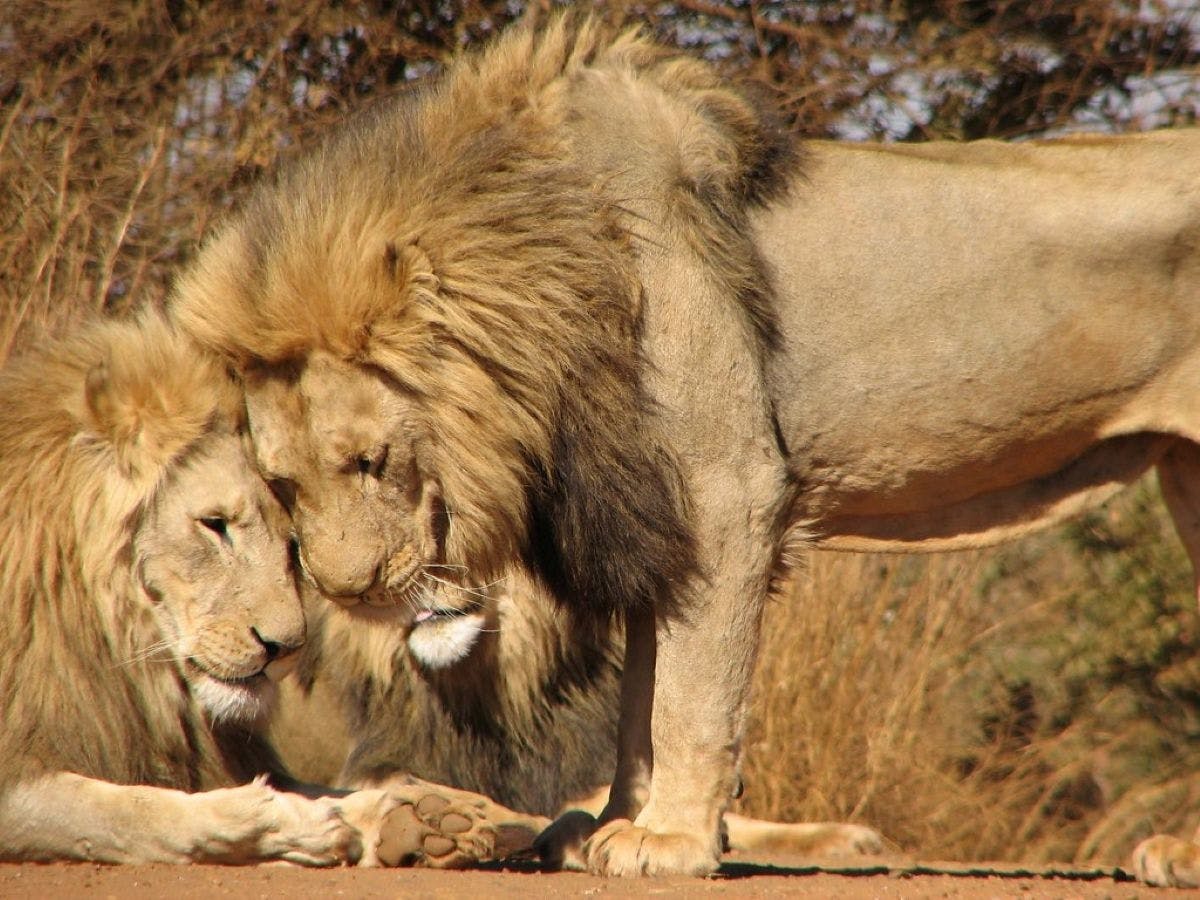 Pilanesberg National Park safari met Sun City
