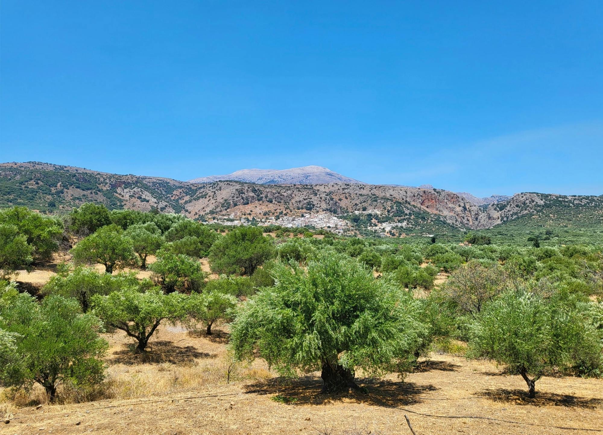 The Olive Trail - Hiking, Olive Oil Tasting and Cooking Demonstration
