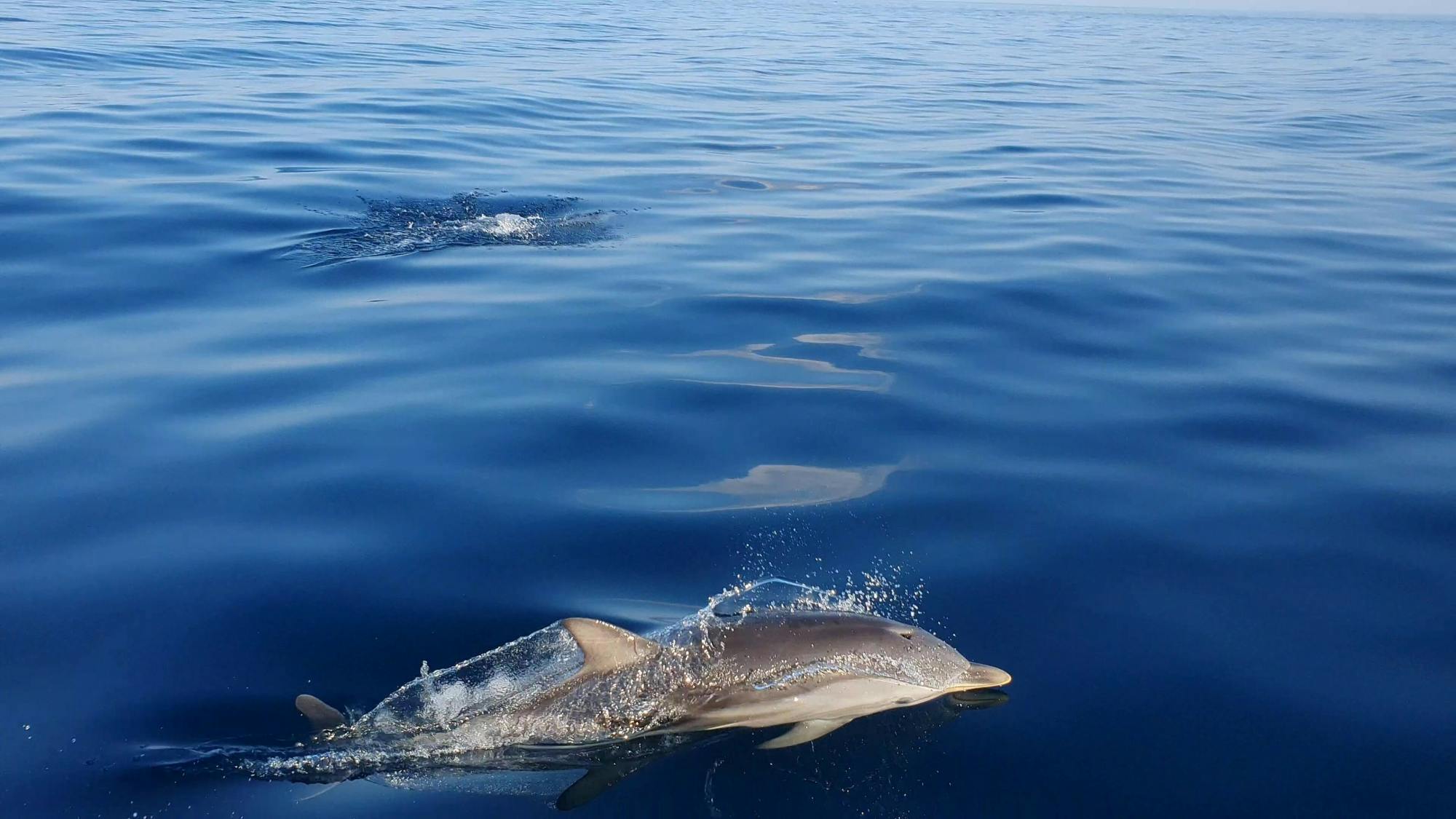 Taormina Bay cruise in Sicily with an aperitif