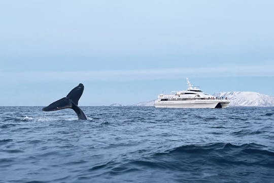 Tromsø whale safari tour with expert guides