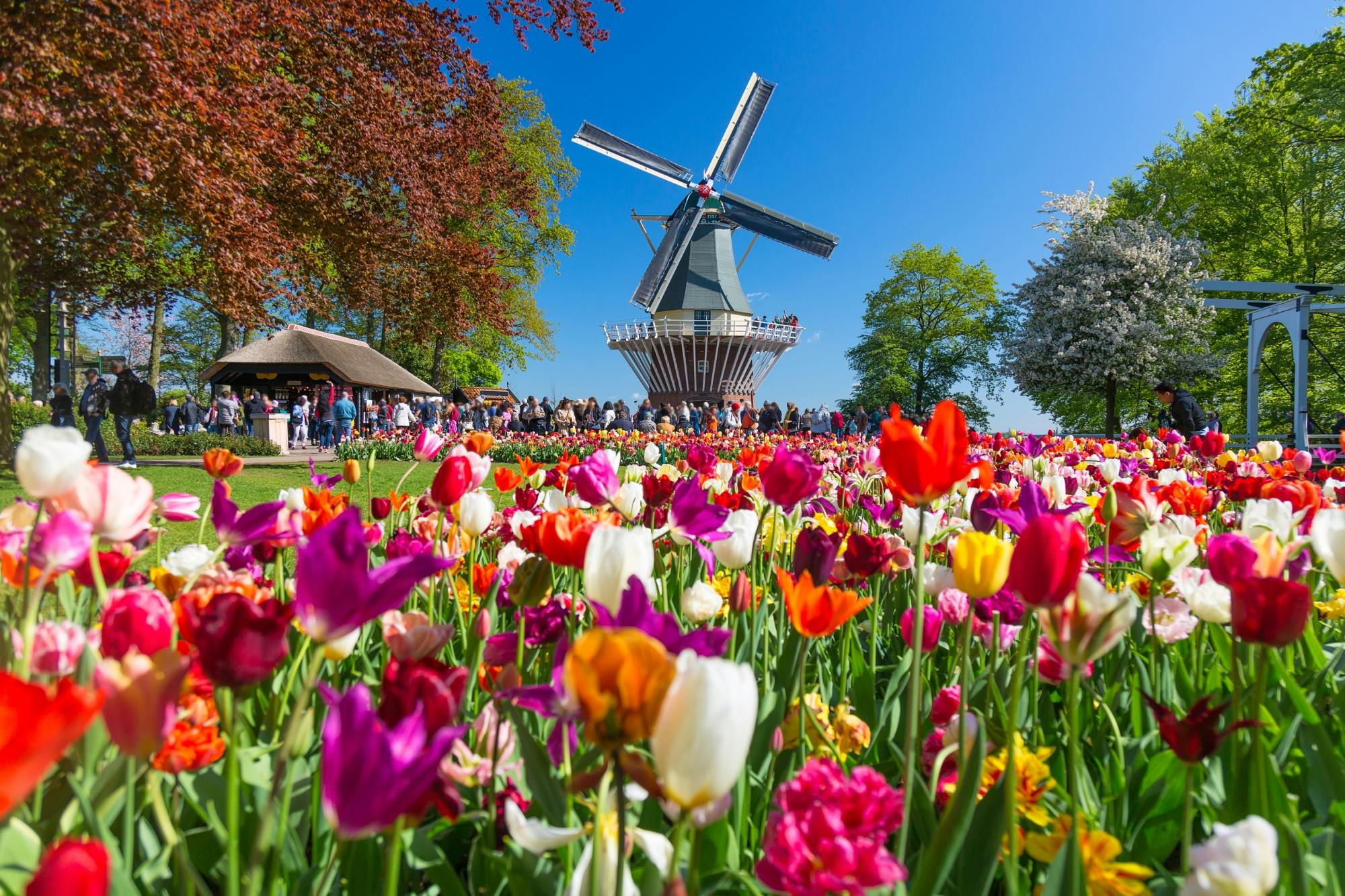 Transporte e entrada em Keukenhof com regresso flexível