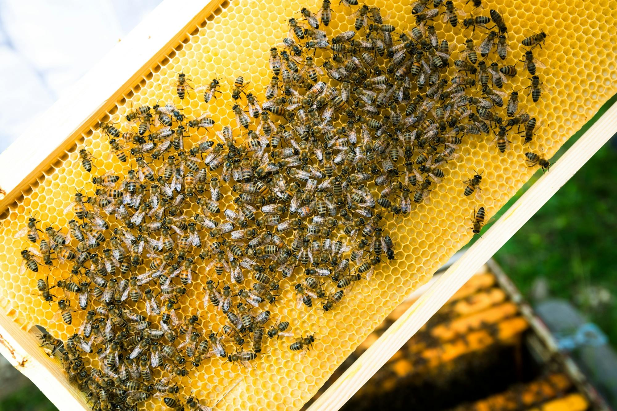 Guided tour of Kos Town, Asclepeion and Zia with wine-tasting