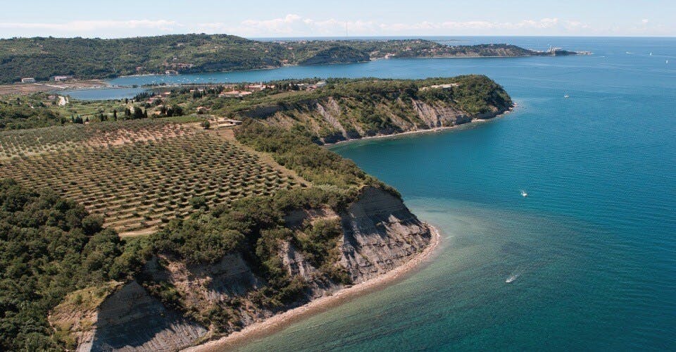 Vintage van tour through Slovenian olive groves with tastings