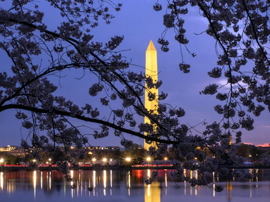 DC Monuments night tour with 10 stops and cherry blossoms
