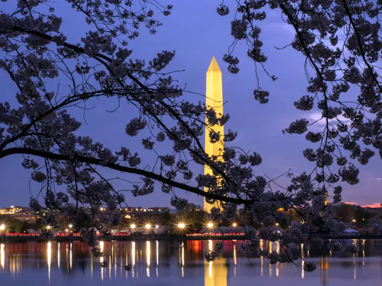 DC Monuments night tour with 10 stops and cherry blossoms