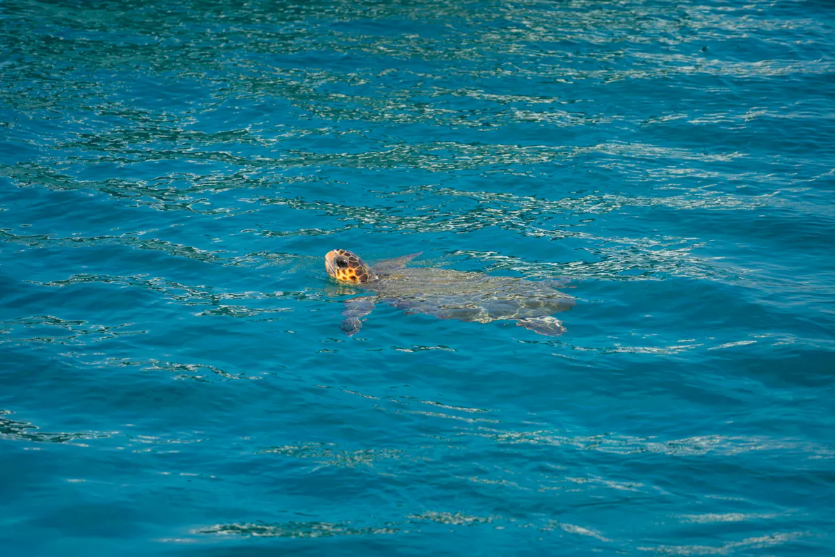 Zante cruise to Turtle Island for private groups