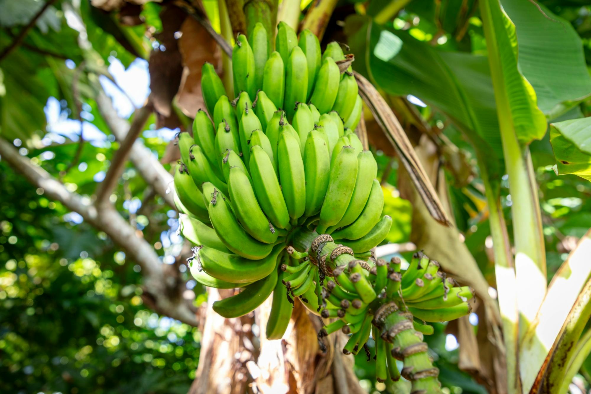 Higuey and River Yuma full-day tour with lunch and Voodoo show