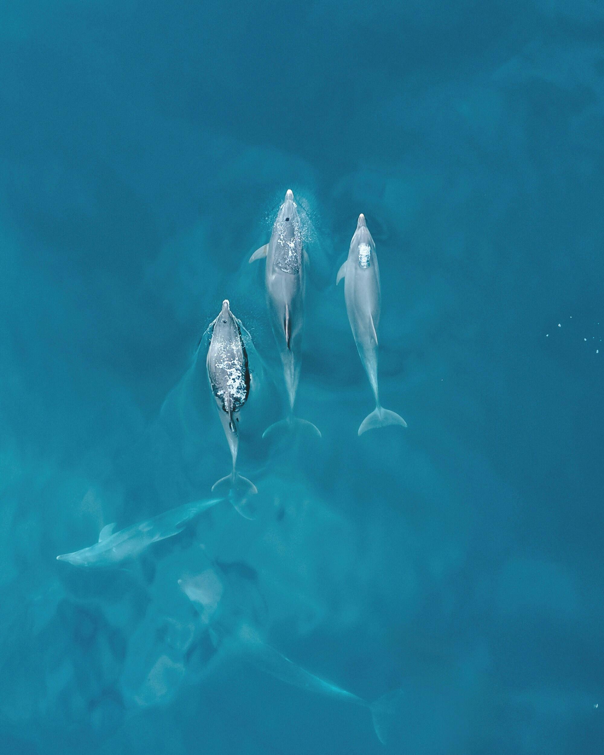 Algarve dolphin cruise with a marine biologist and Benagil Cave visit