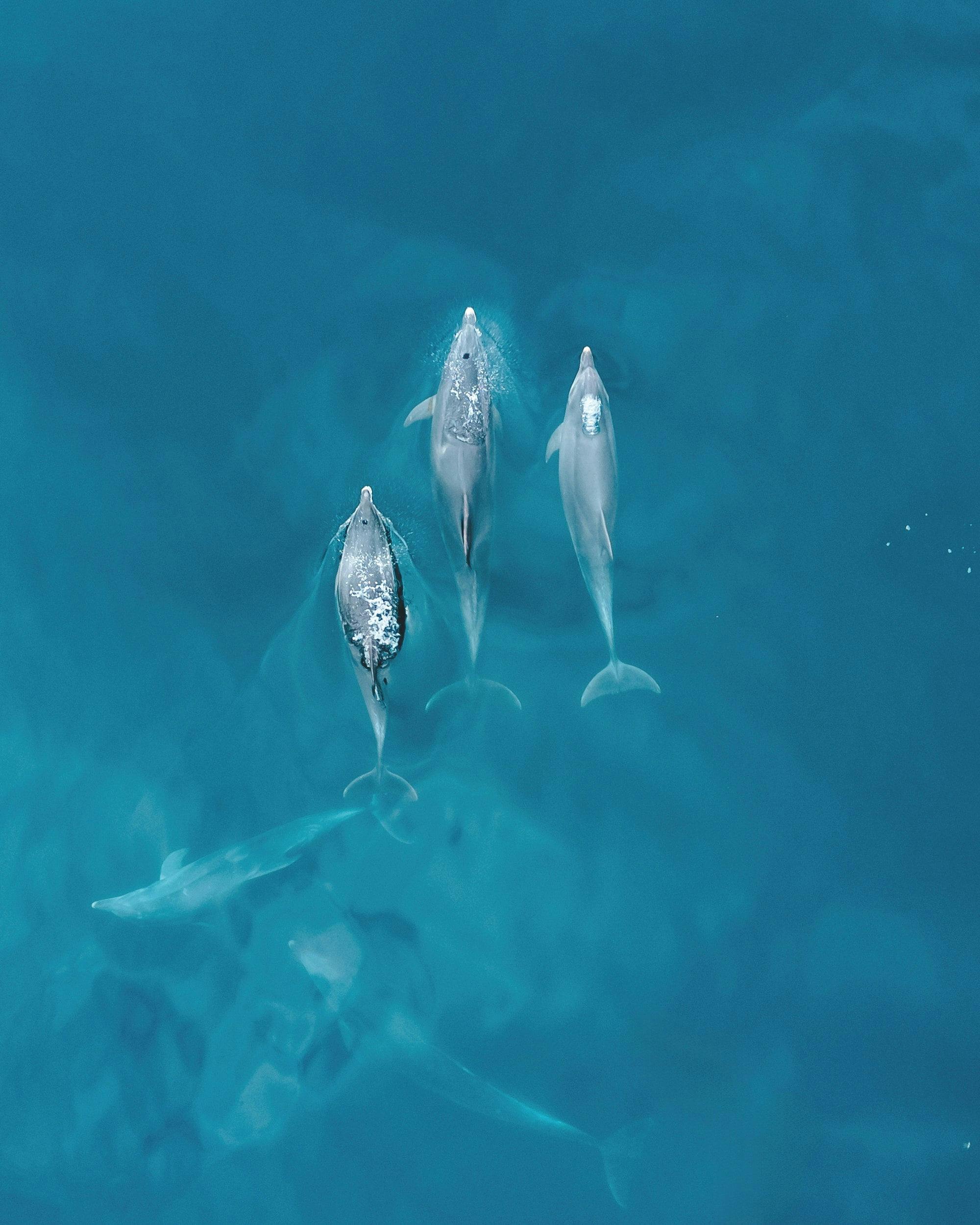 Algarve dolphin cruise with a marine biologist and Benagil Cave visit