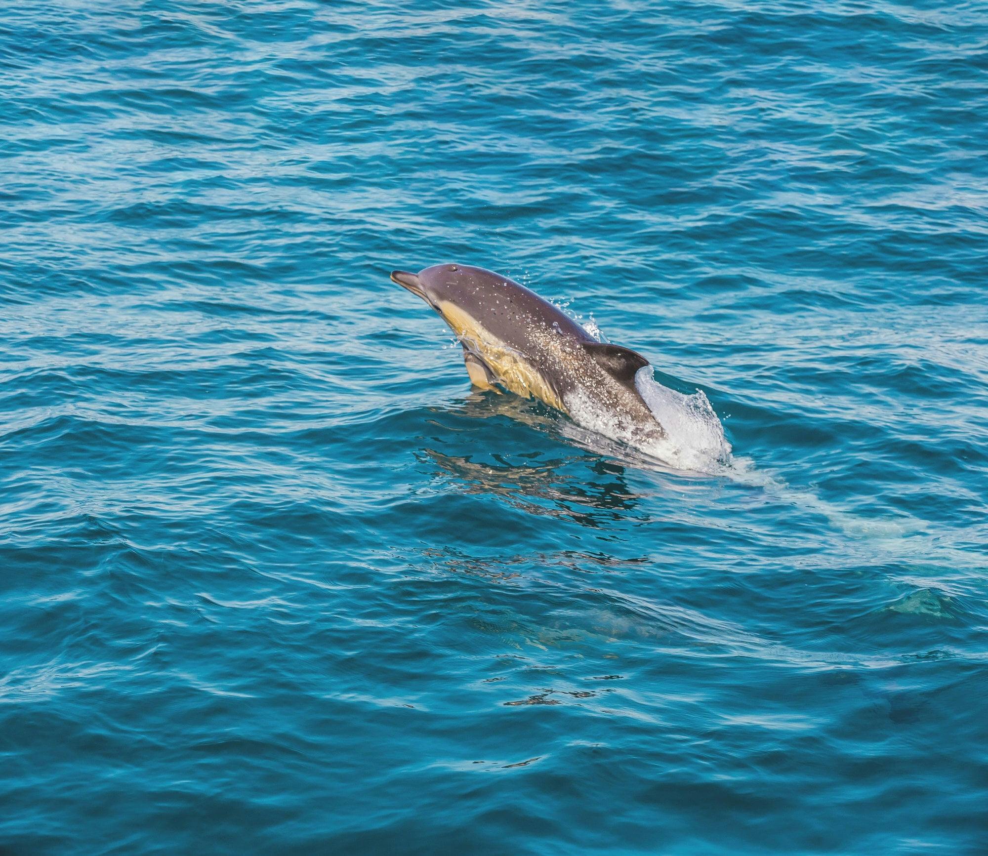 Algarve dolphin cruise with a marine biologist and Benagil Cave visit