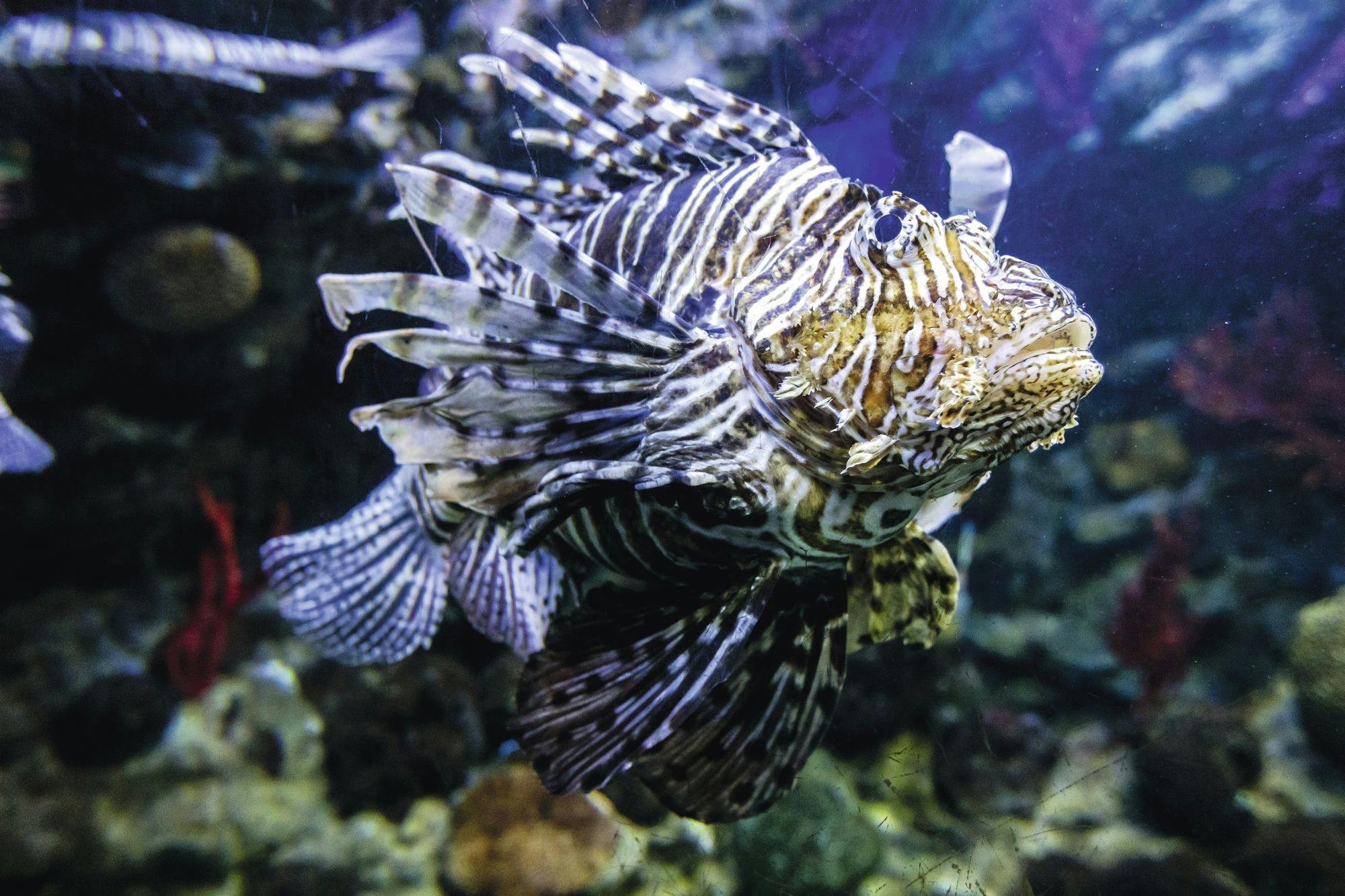 Barcelona Aquarium Tour