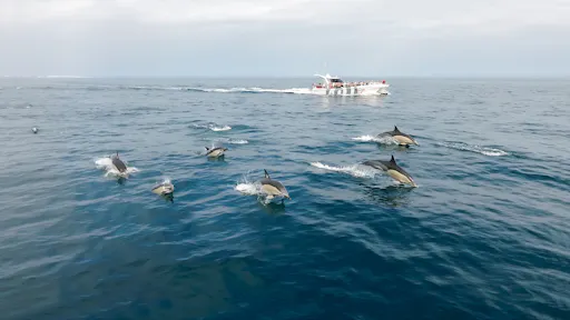 Benagil Cave and dolphin-spotting catamaran cruise