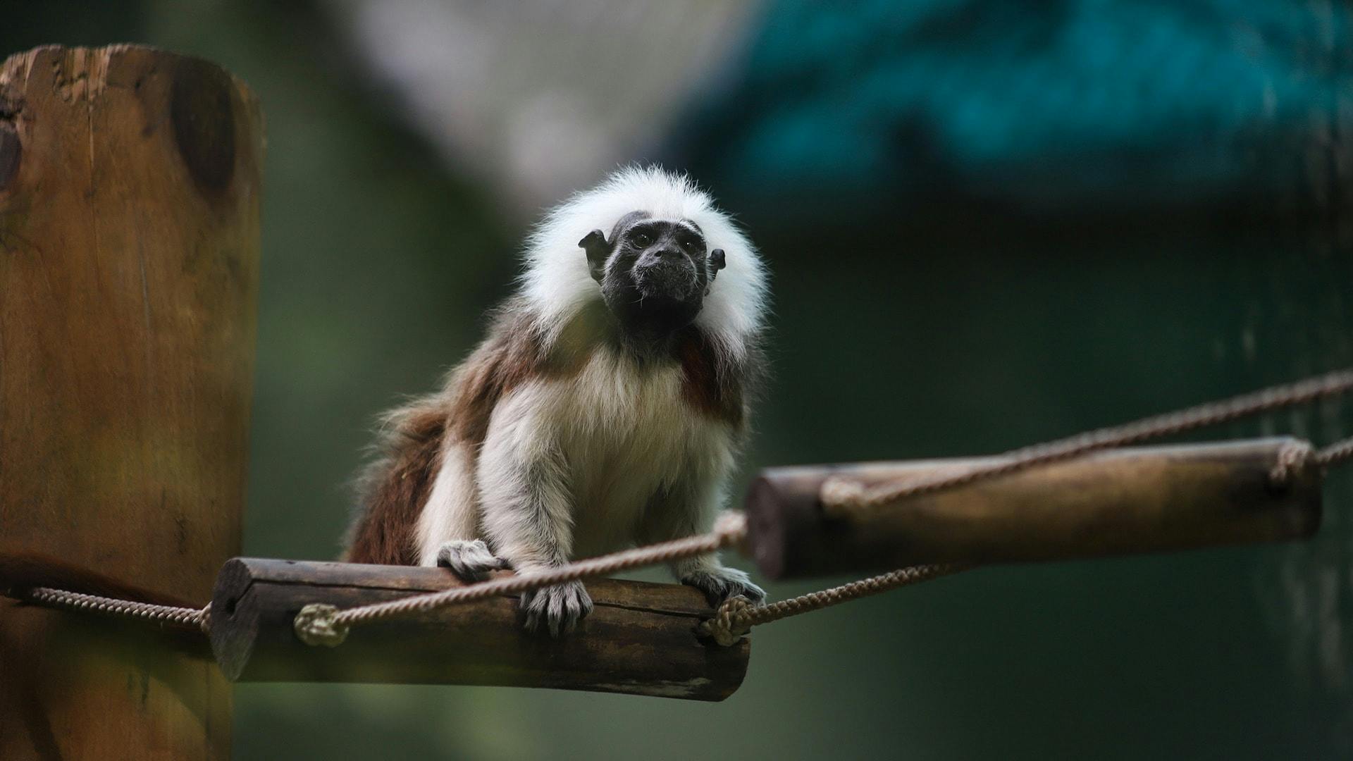 Akumal Monkey Sanctuary guided tour – ticket only