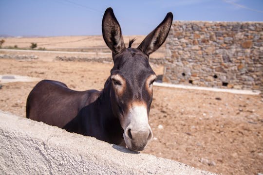 Guided tour of Castelbuono on the back of a donkey