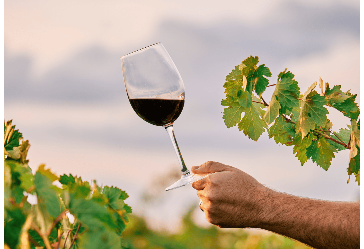 Wizyta w winiarni w La Rioja z degustacją i lunchem w Vitorii