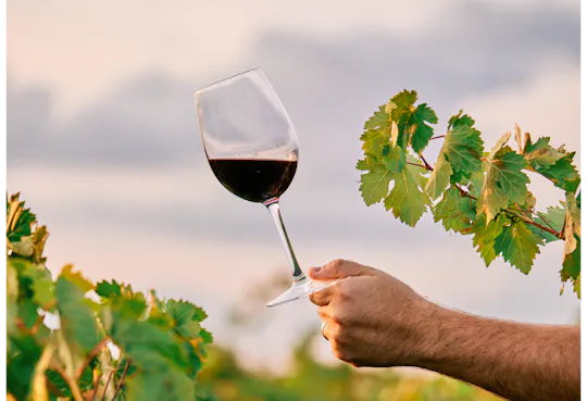 Winery visit in La Rioja with tasting and lunch from Vitoria