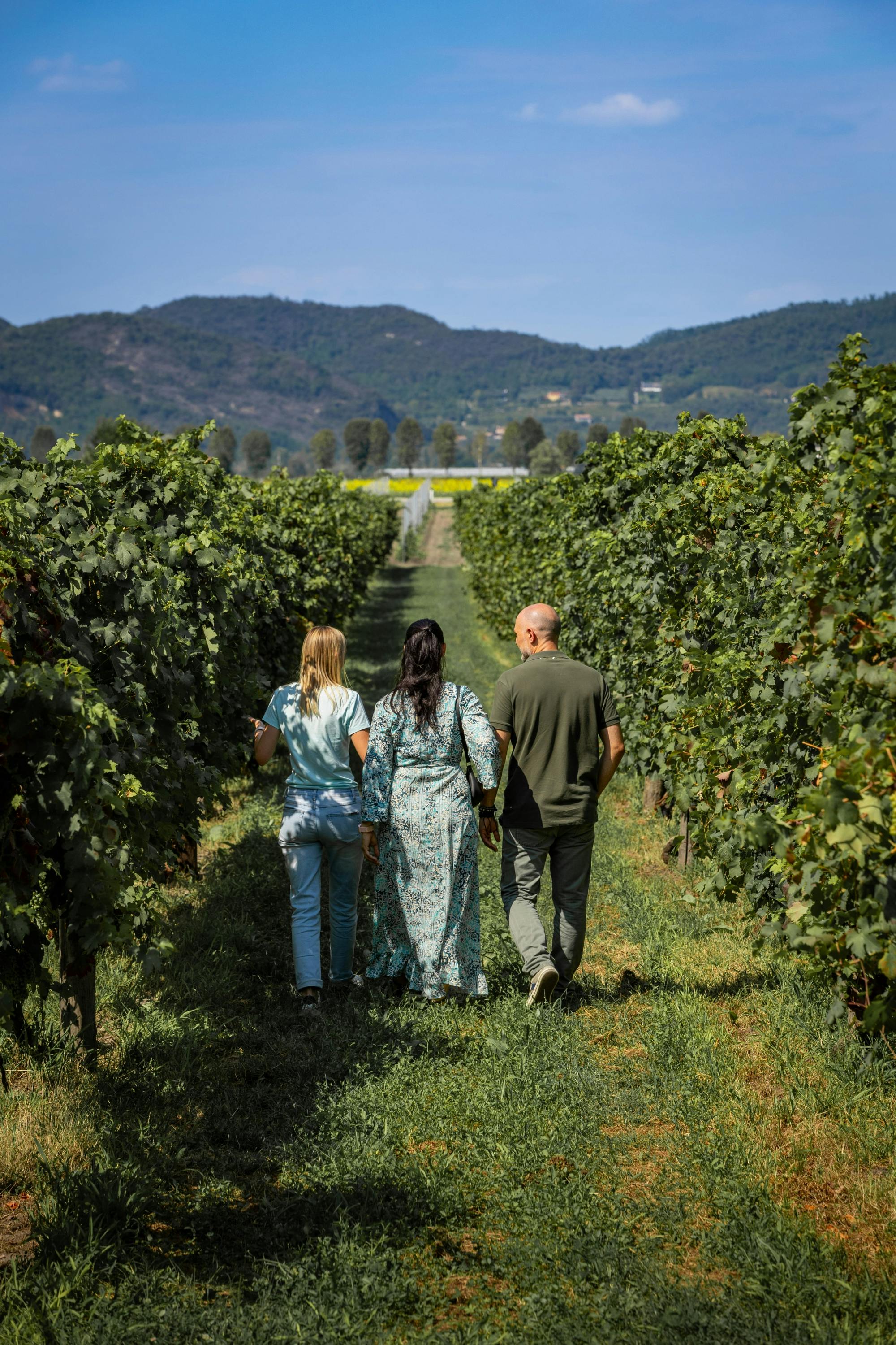 Wine tour in the Euganean Hills from Padua