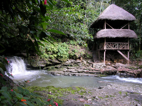 Half day jungle expedition with naturalistic activites