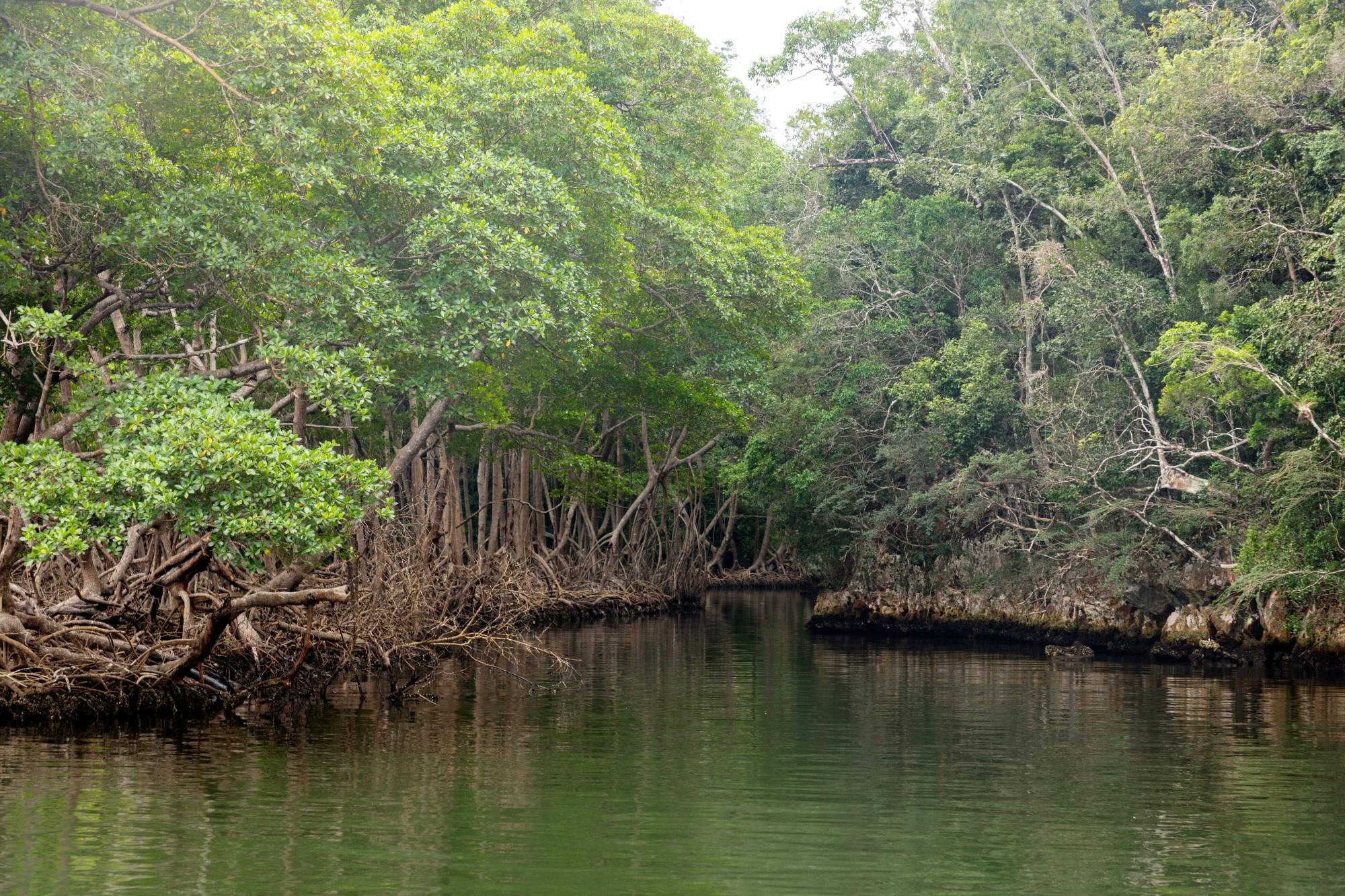 Los Haitises National Park full-day tour with beachside lunch