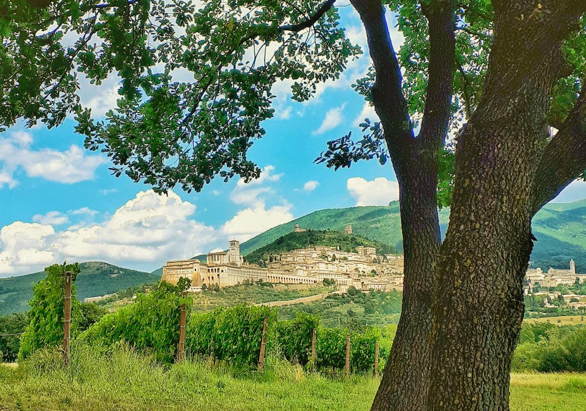Degustazione guidata dei vigneti di Assisi con aperitivo