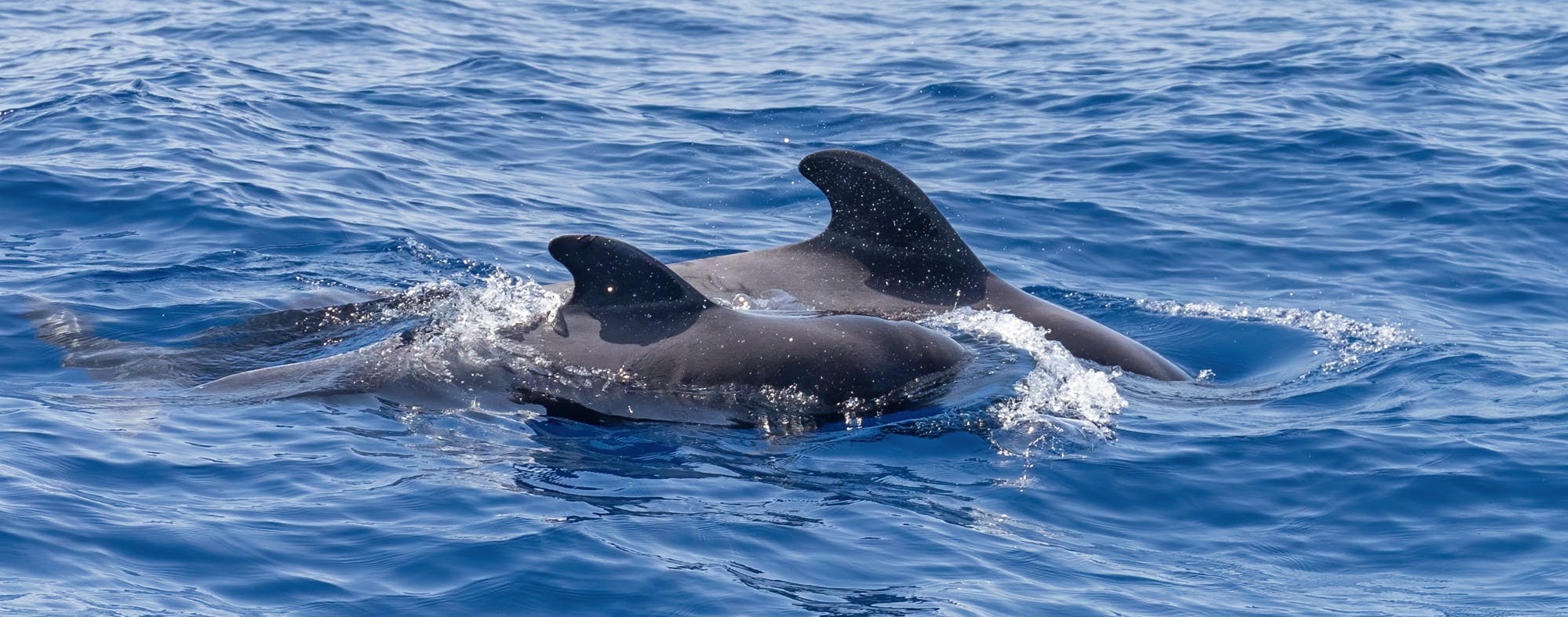 Crociera in catamarano con fondo in vetro per l'osservazione di balene e delfini