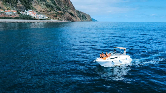 Whale and dolphin watching private tour