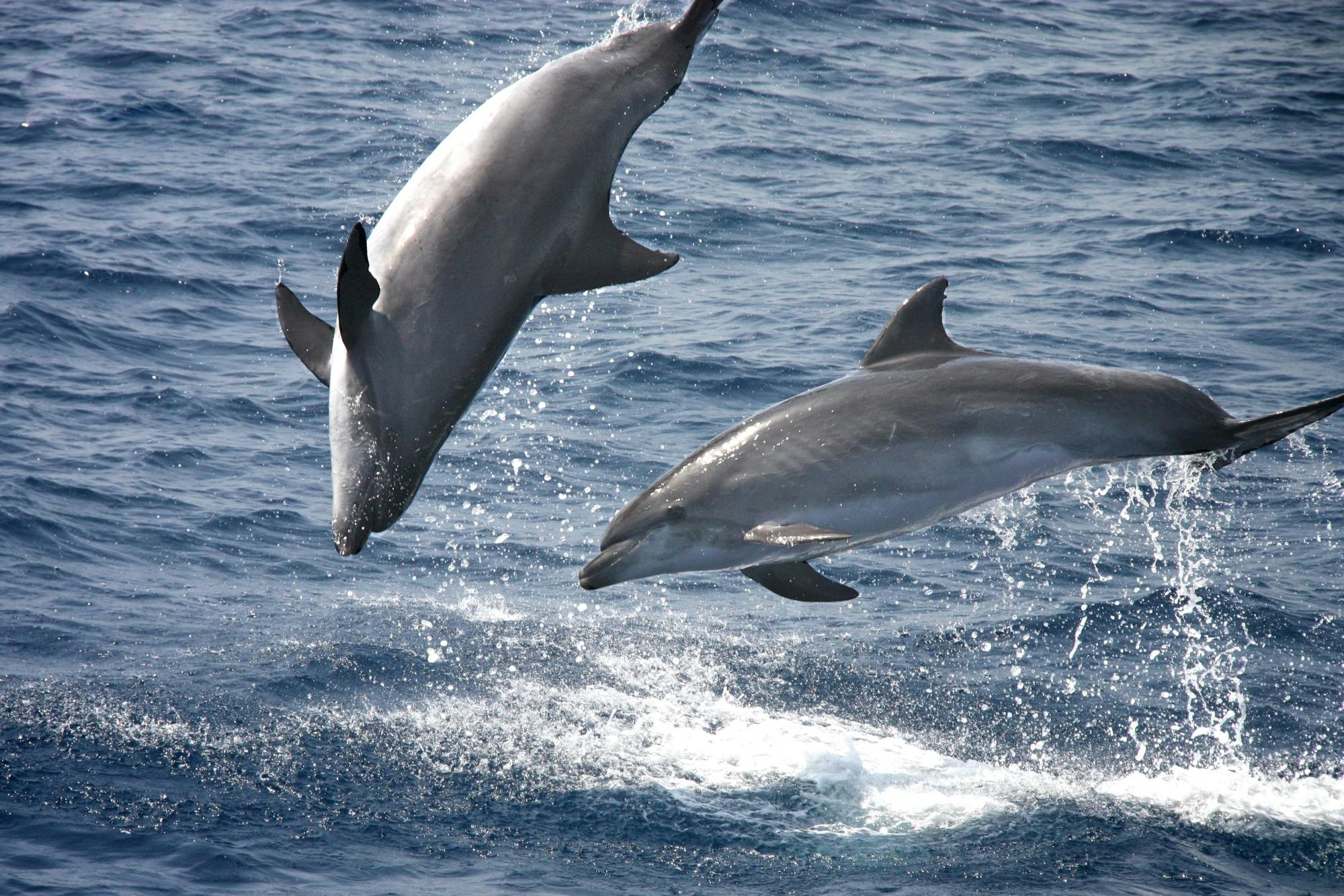 Dolphin-watching cruise and walking tour in Tarifa