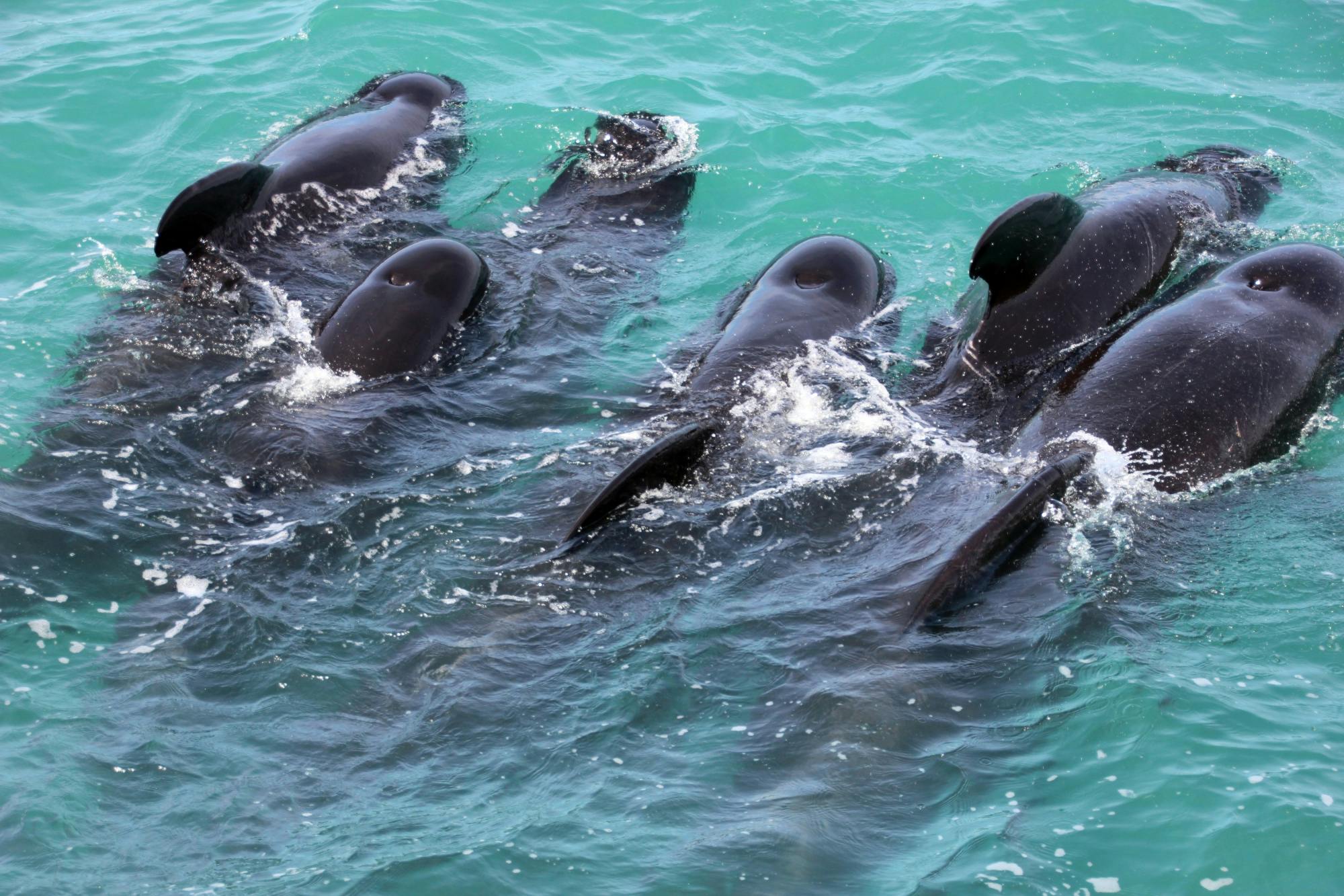 Dolphin-watching cruise and walking tour in Tarifa