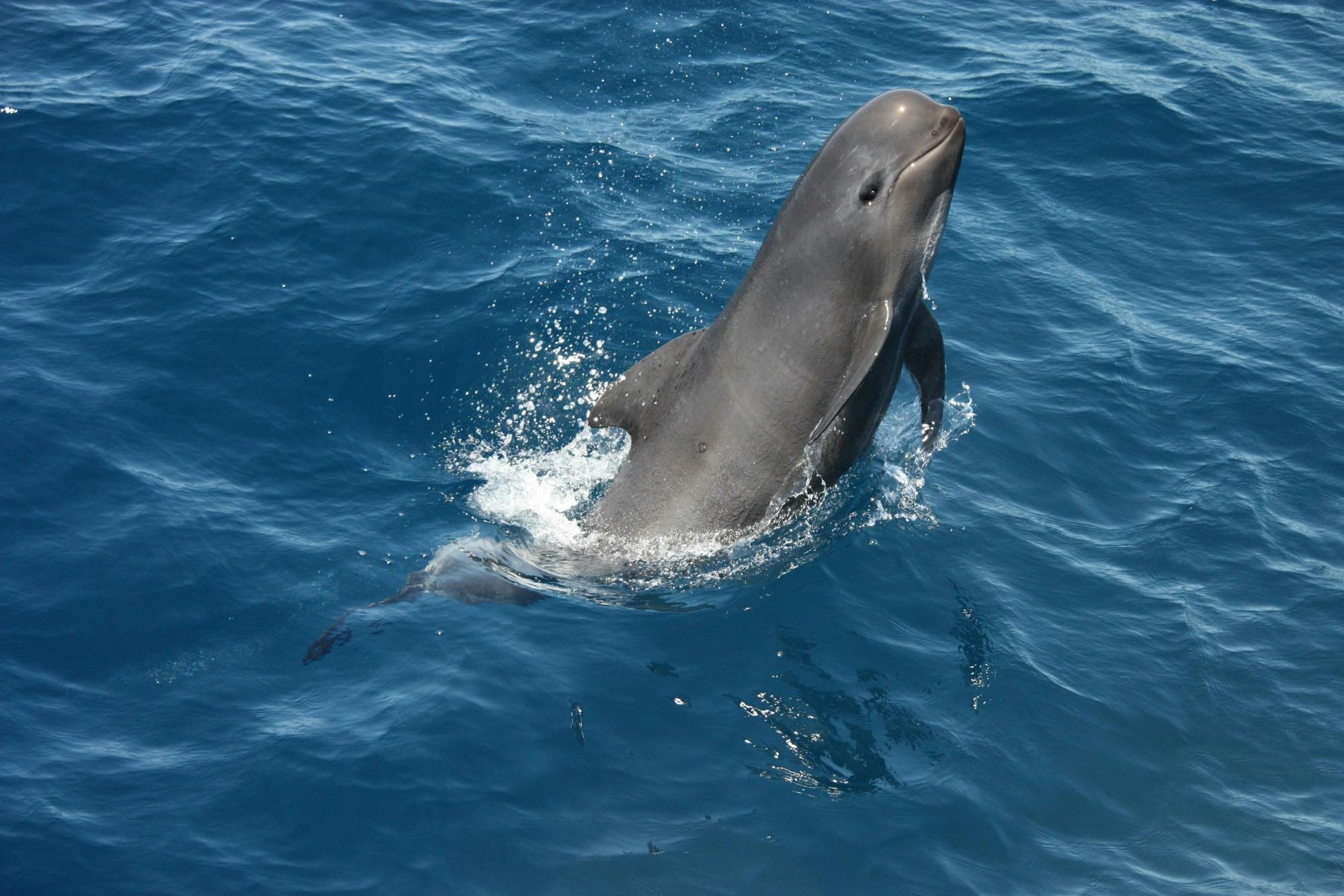 Dolphin-watching cruise and walking tour in Tarifa
