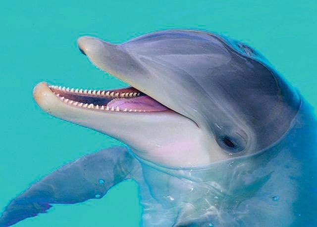 Aqualand & Palmitos Park Ticket Package