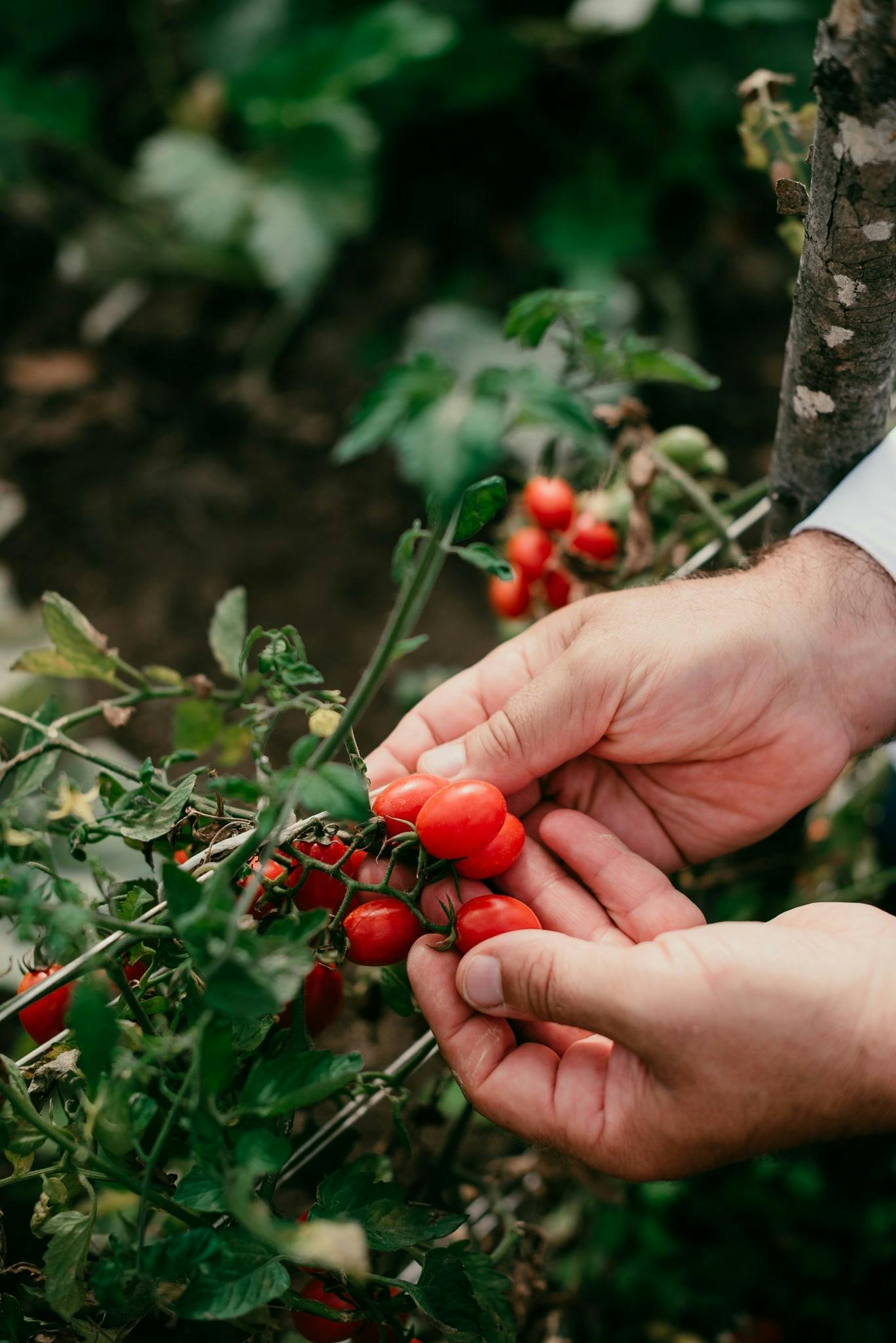 Field to fork: Sorrento Hills Cooking School with a local chef