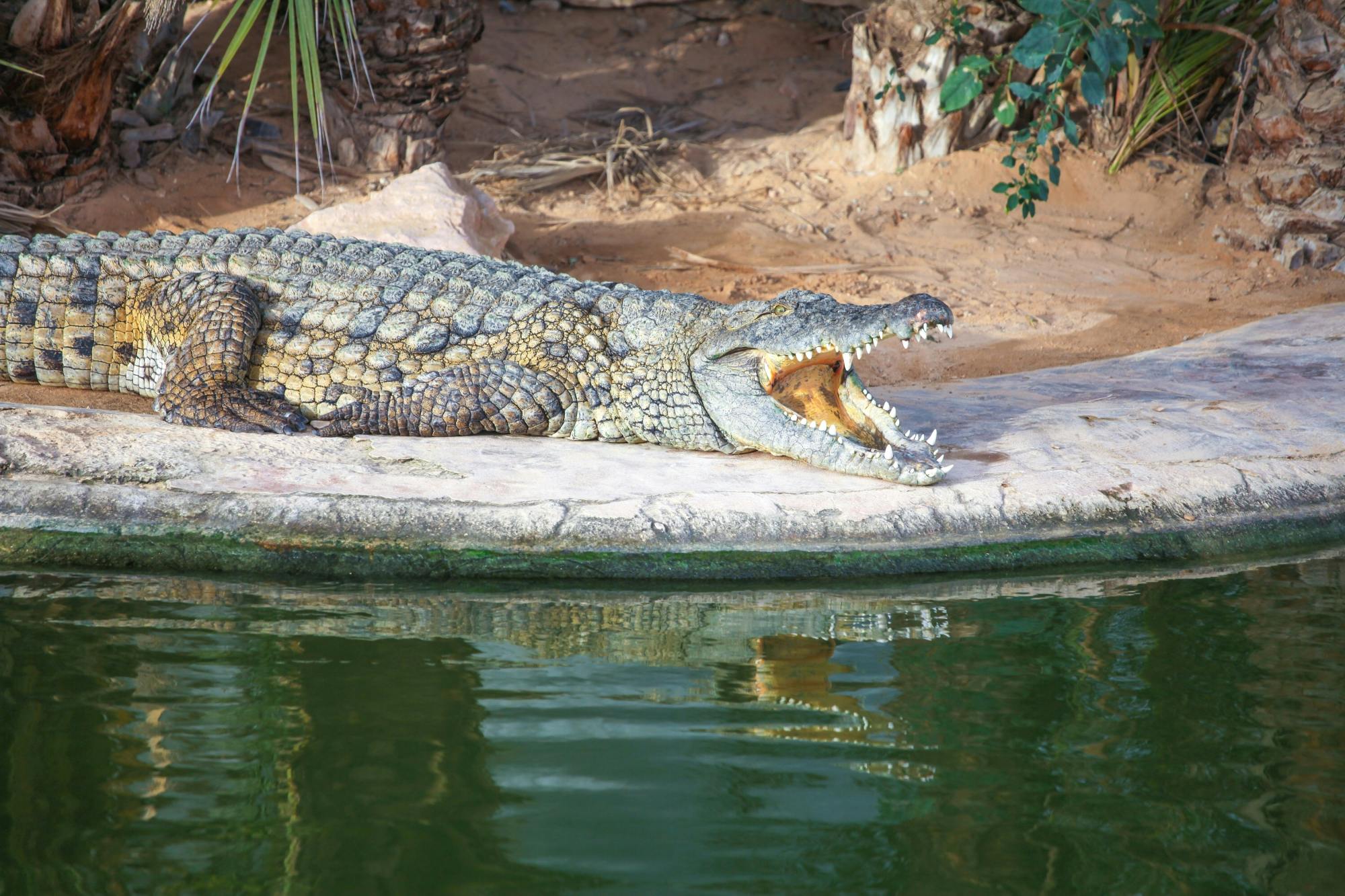 Djerba island tour with crocodile farm