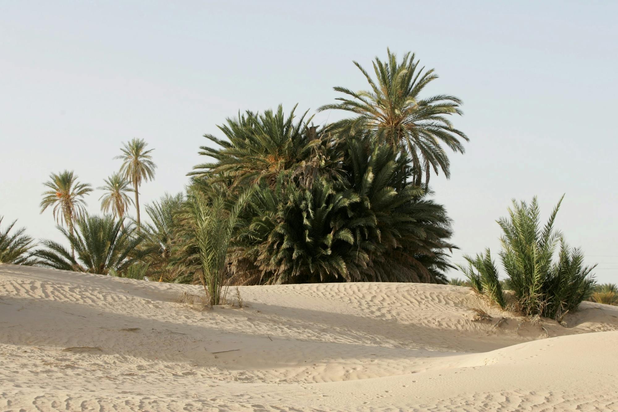 Tunisian Sahara three deserts and oasis overnight tour