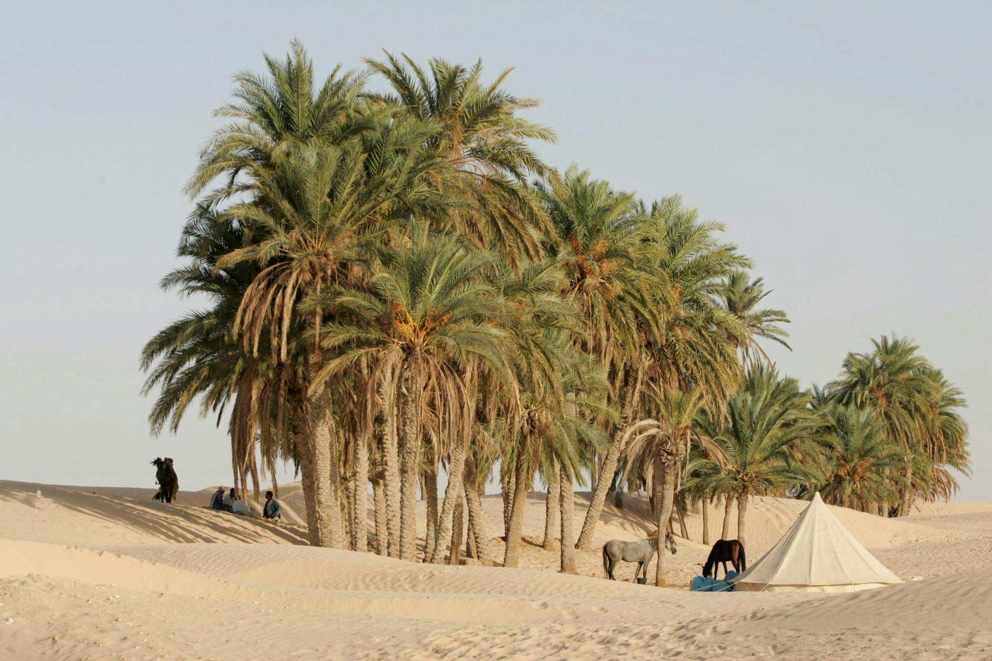 Tunisian Sahara villages and oasis overnight tour