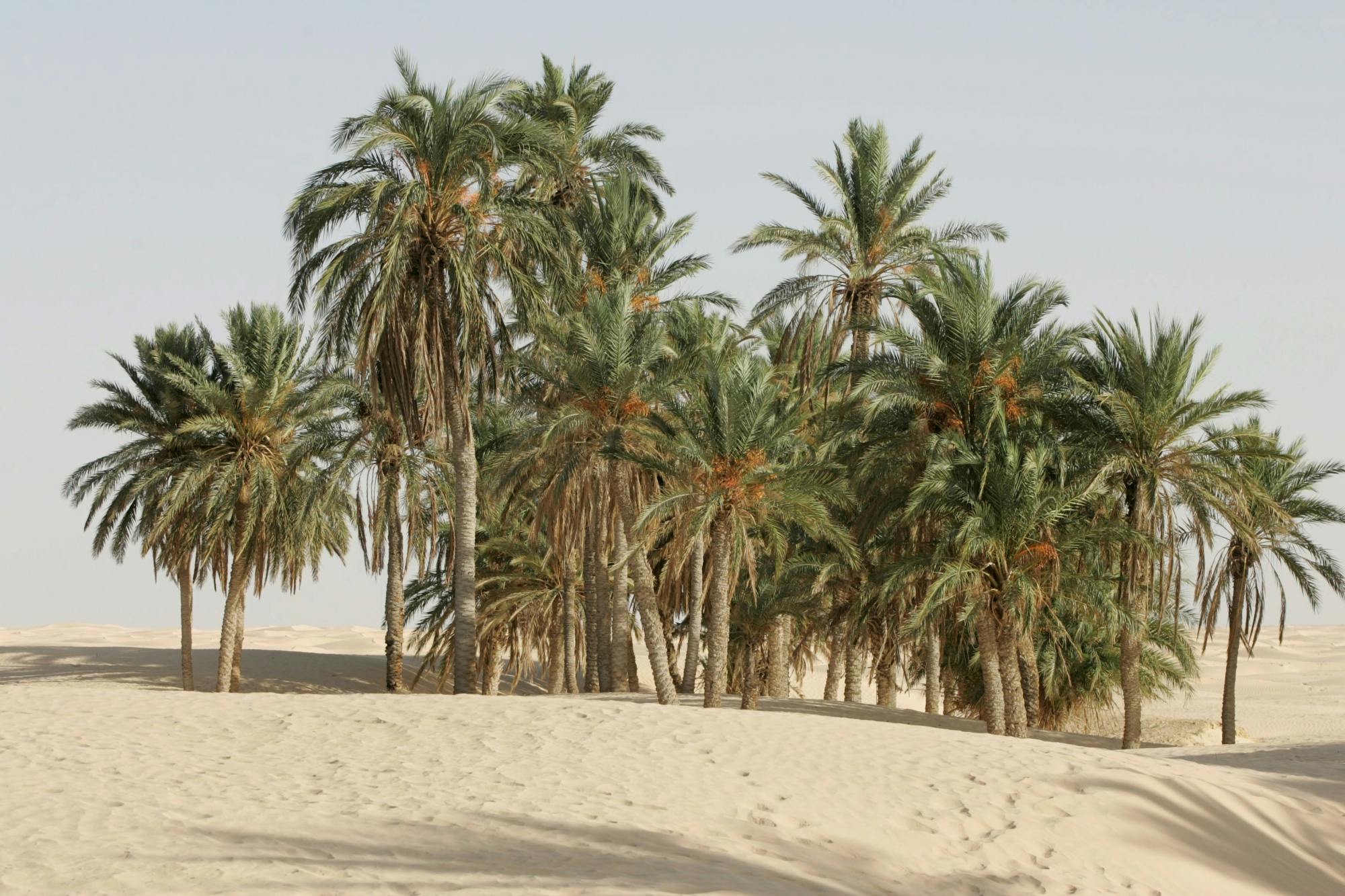 Tunisian Sahara three deserts and oasis overnight tour