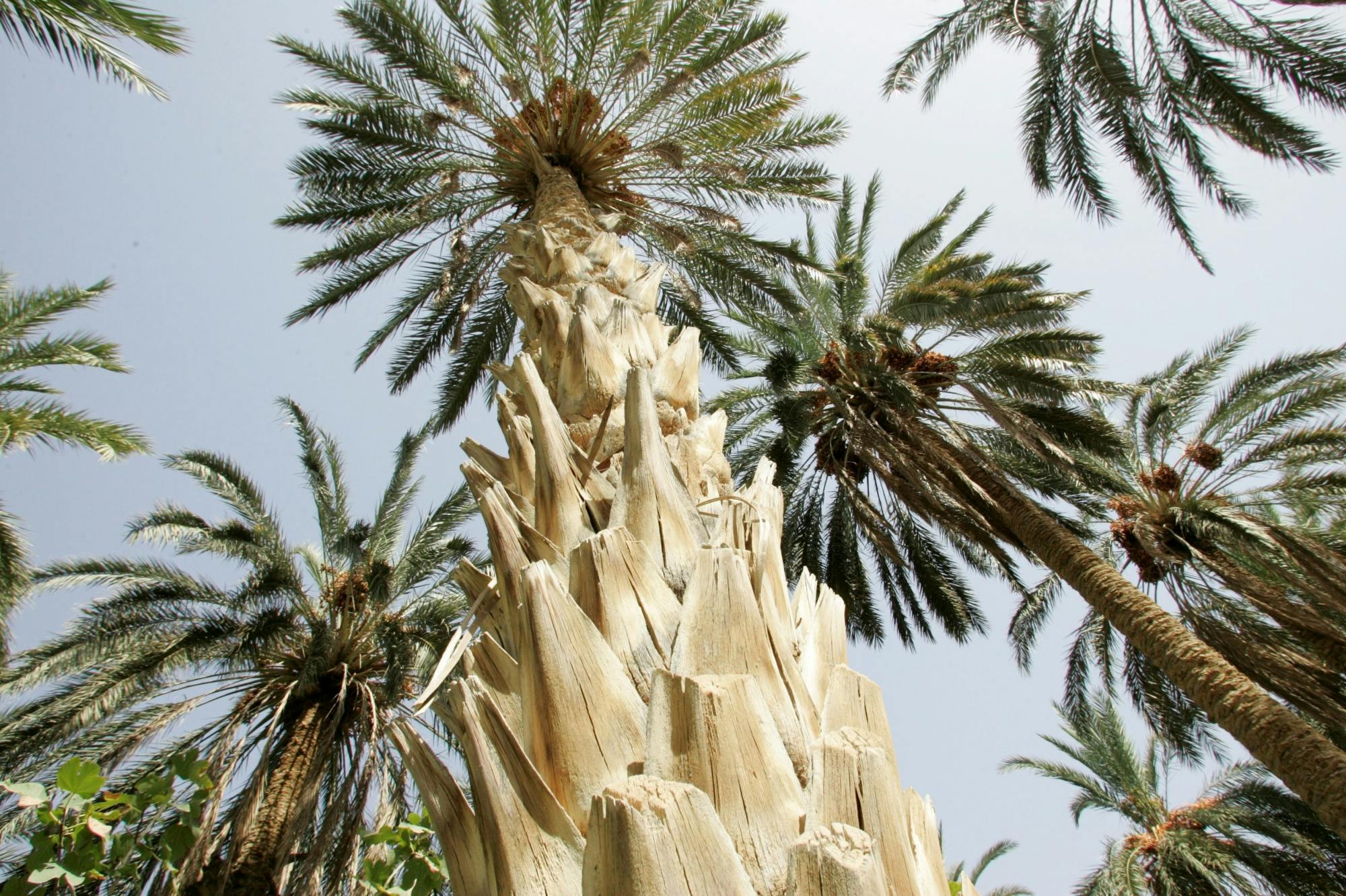 Tunisian Sahara three deserts and oasis overnight tour