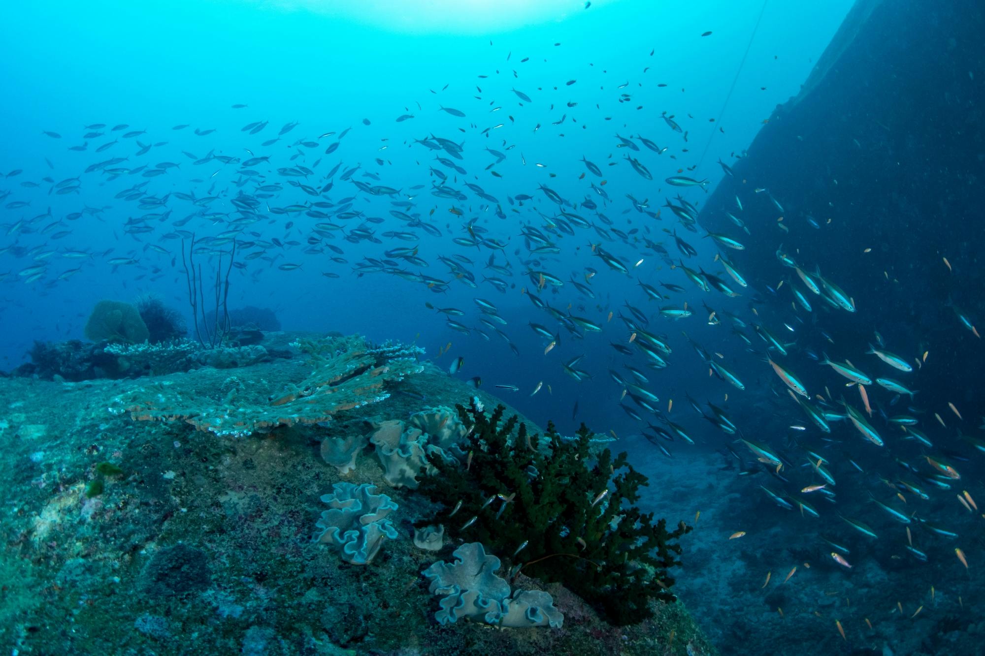 Cruzeiro de iate pelas Ilhas Similan com almoço a partir de Phuket ou Khao Lak