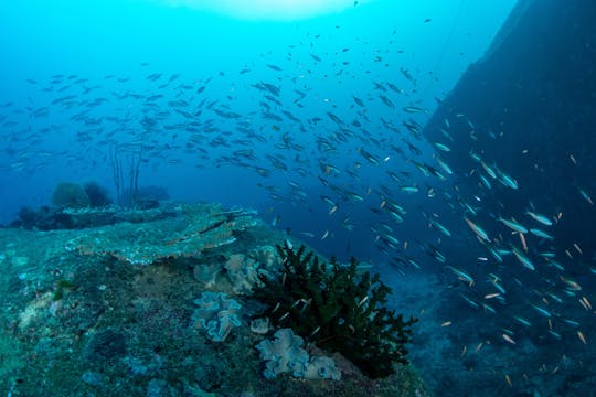 Cruzeiro de iate pelas Ilhas Similan com almoço a partir de Phuket ou Khao Lak