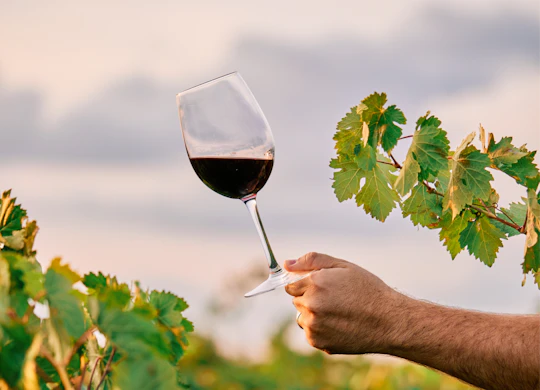 Wine cellar visit and tasting with lunch included  in La Rioja