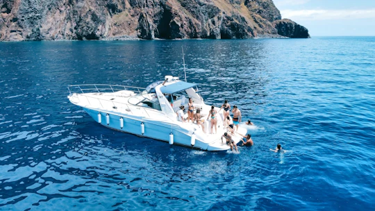 Whales and dolphins watching boat tour