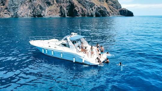 Excursion en bateau pour observer les baleines et les dauphins