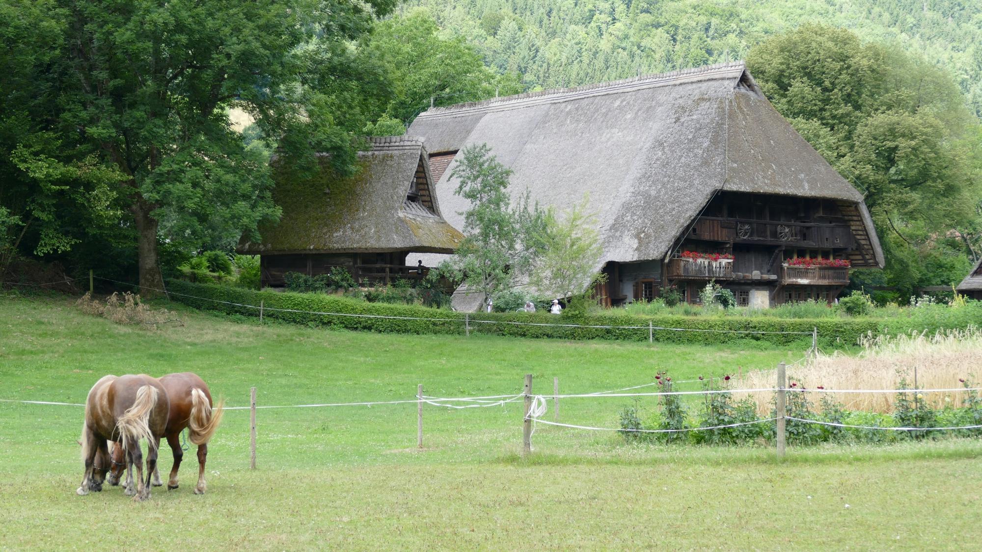 Tour di un giorno nella Foresta Nera da Strasburgo