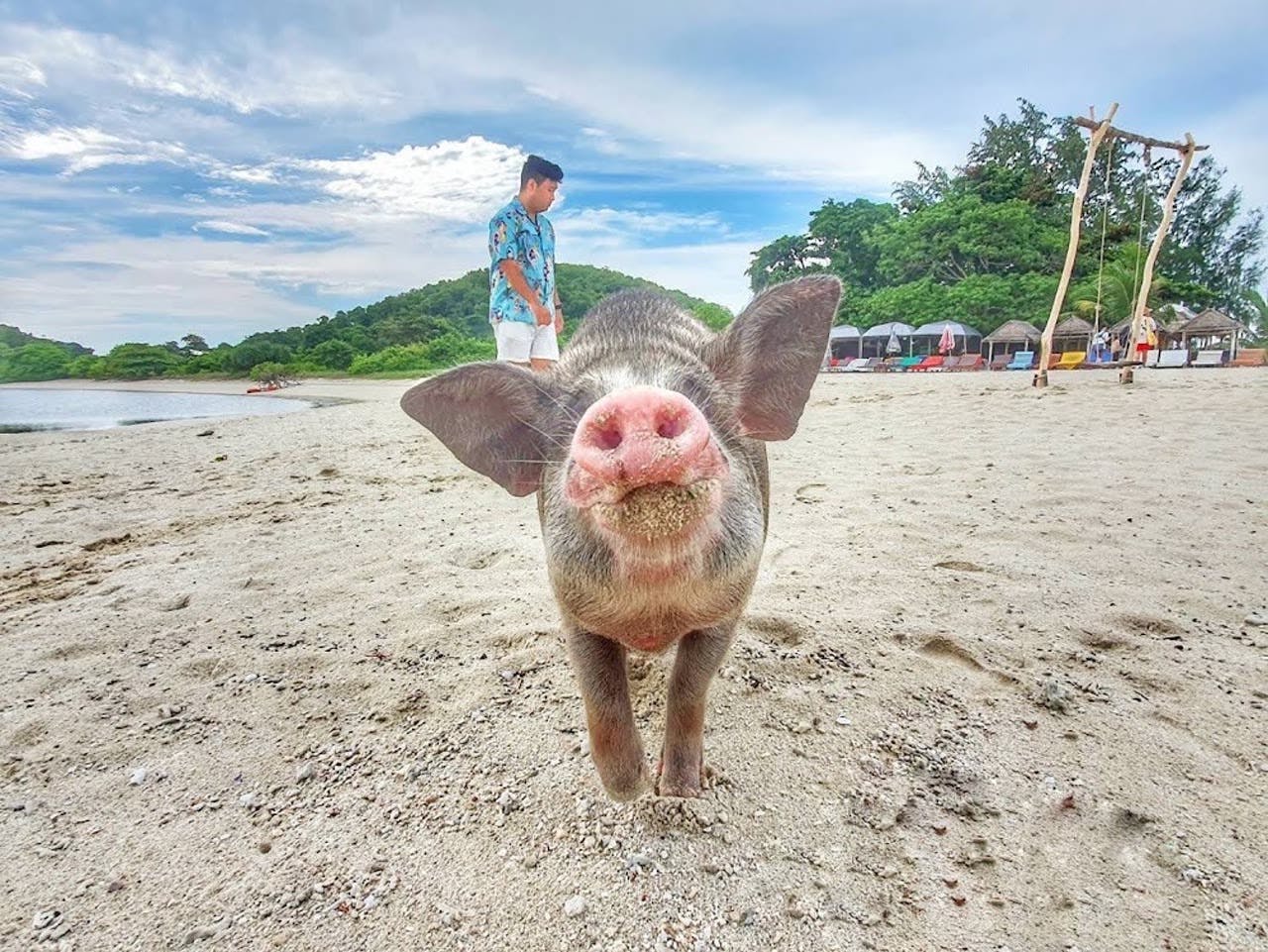 Pig Island snorkelling adventure with sunset dinner